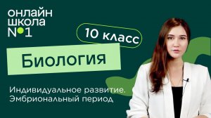 Индивидуальное развитие. Эмбриональный период. Биология 10 класс. Видеоурок 24