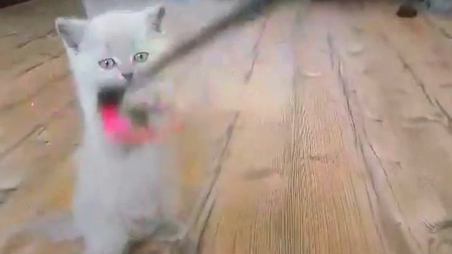 Милая леди, лиловая кошечка, британский котенок смотреть онлайн