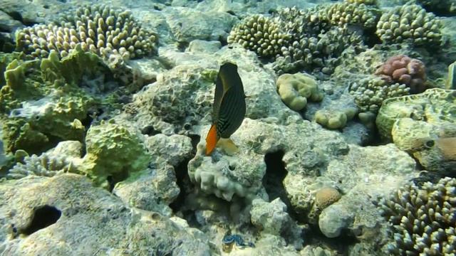 Оранжевоперый спинорог. Orange-striped triggerfish. Balistapus undnatus. DSCF2689 смотреть онлайн