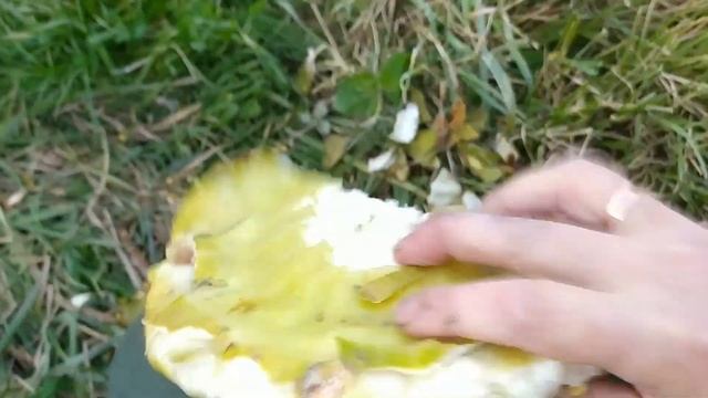 Жареные СЕМЕЧКИ из своих подсолнухов смотреть онлайн