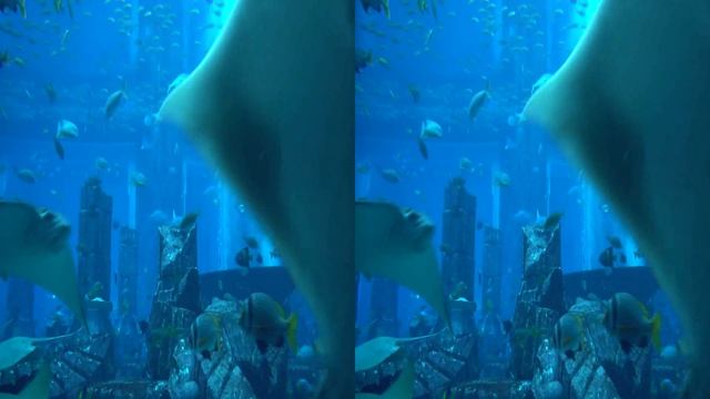 Aquarium VR смотреть онлайн