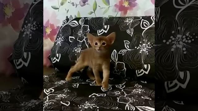 Аби кошечка ?, окрас соррель смотреть онлайн