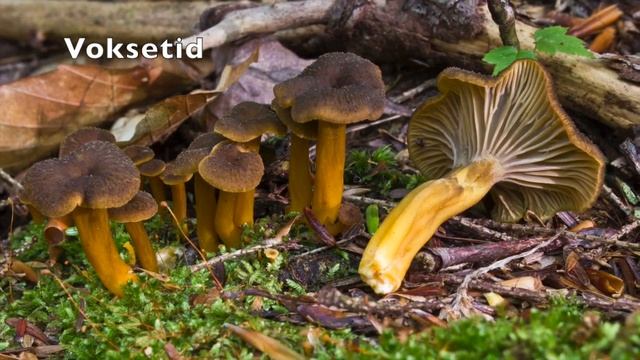 Lær Traktkantarell (Craterellus tubaeformis) (Matsopp) смотреть онлайн