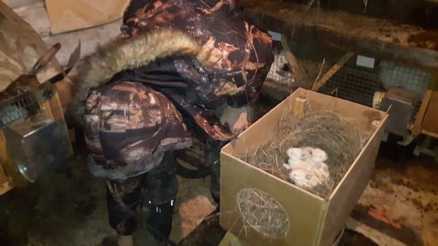 Сколько крольчат оставляю под крольчихой// УКРАЛИ КРОЛЬЧИХУ!!! смотреть онлайн