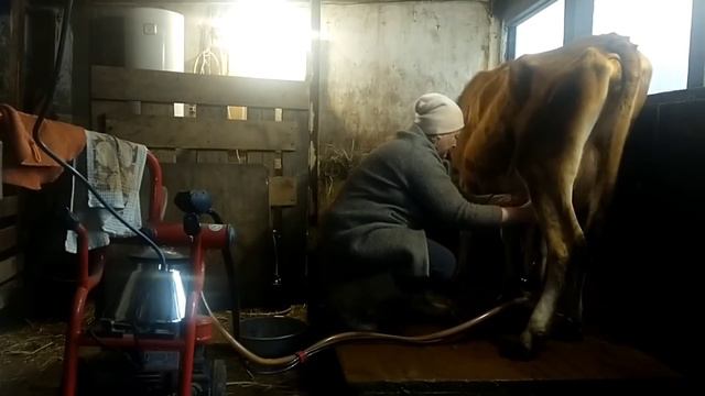 Сыр🧀Утренняя ДОЙКА🐂 Совместное содержание КОЗ и КОРОВ🐐Тамара🔥 Камилуша 🐂 смотреть онлайн