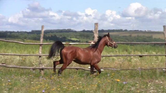 Арабский жеребец Василий Мудрый (2014г.р.) смотреть онлайн