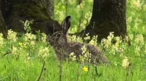Заяц в весеннем лесу обедает первоцветами || hare in the spring forest