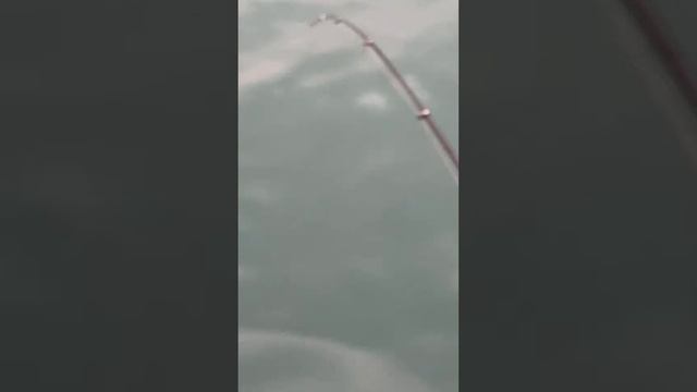 3号の竿でも20センチ弱アジがヒットした時は、竿先が曲がる。サビキ釣り参考映像。#Shorts смотреть онлайн