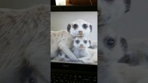 как открыть настройки в майнкрафт на компьютере ???