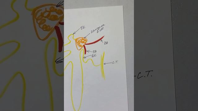 Строение нефрона, физиология образования первичной и вторичной мочи в почечных канальцах