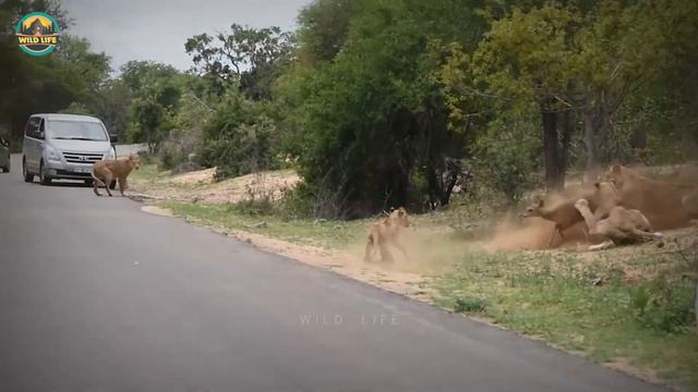 Barbaric Lions Hunting Savagely With Their Mates In The Wild смотреть онлайн