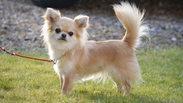 Чихуахуа (Chihuahua ) - порода собак смотреть онлайн