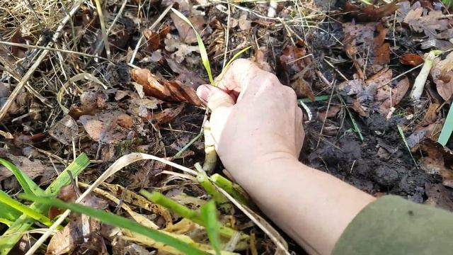 White Asparagus смотреть онлайн