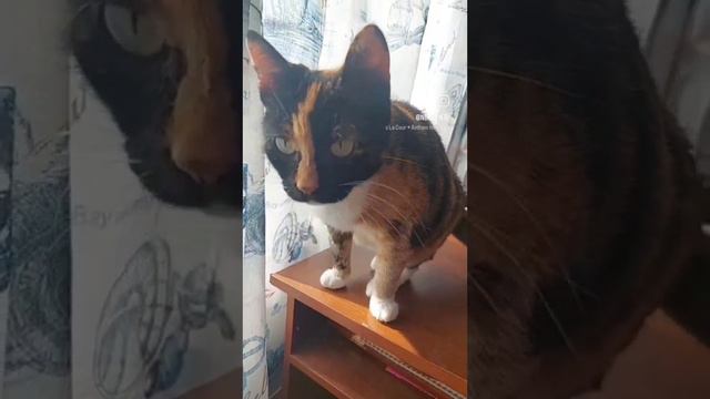 Трехцветная красотка. Степанида смотреть онлайн