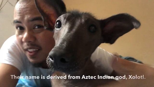 Xoloitzcuintli - Mexican Hairless Dog смотреть онлайн