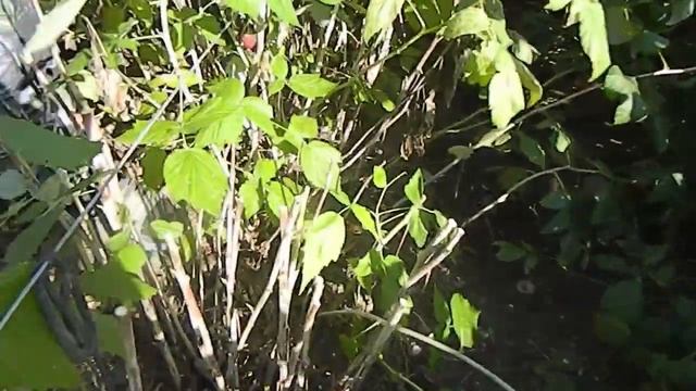 обрезка малины осенью || как правильно и когда обрезать малину смотреть онлайн