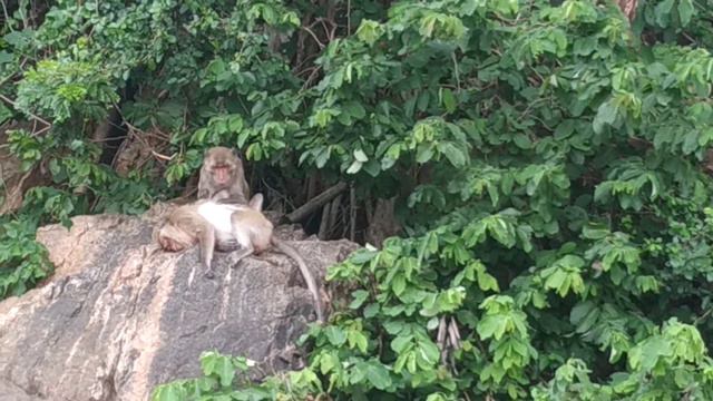 Обезьяний груминг смотреть онлайн