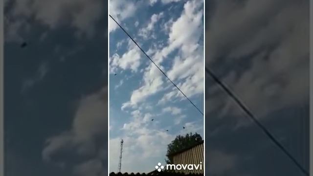 Благодарненские голуби - птица летная и бойная смотреть онлайн