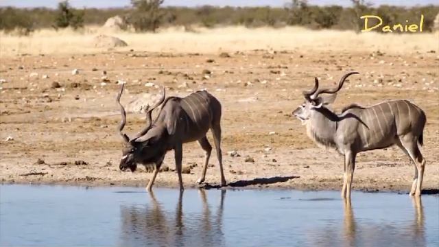 Африканские животные/Dazu Page' видео 2023 смотреть онлайн