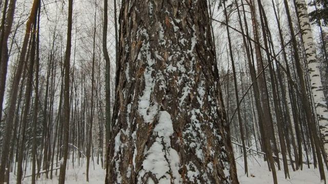 Чудо - дерево в Нечкинском национальном парке! п. Новый. Удмуртия. смотреть онлайн