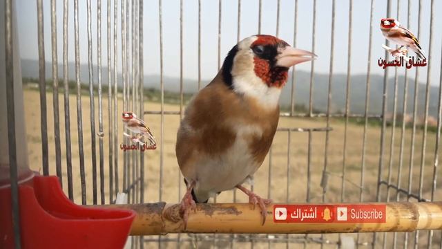 تغريد الحسون. افضل مقنين خلوي يمكن ان تصادفه هذا اليوم смотреть онлайн