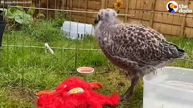 Rescue Baby Seagull Learns To Fly Away In Just 6 Weeks | The Dodo смотреть онлайн