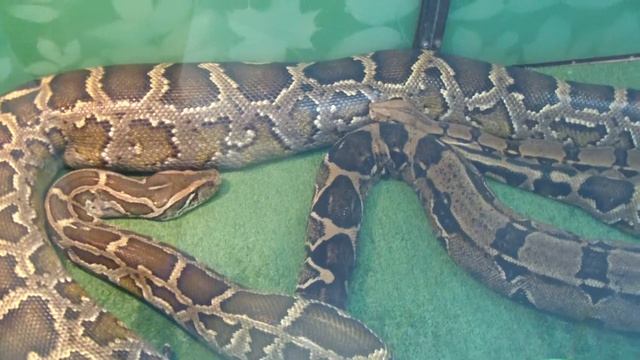 Императорский удав. Boa constrictor. смотреть онлайн