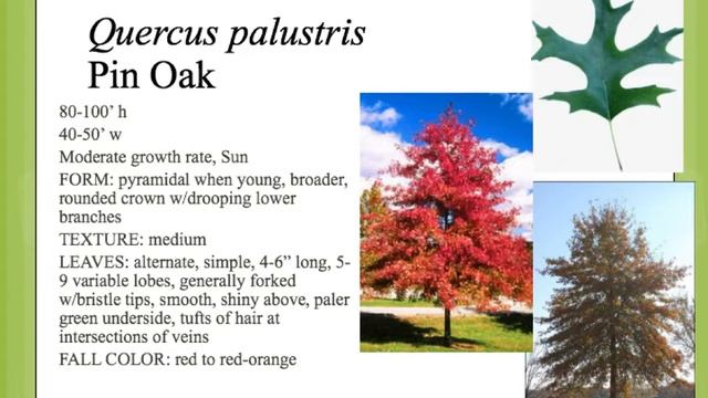Quercus palustris смотреть онлайн