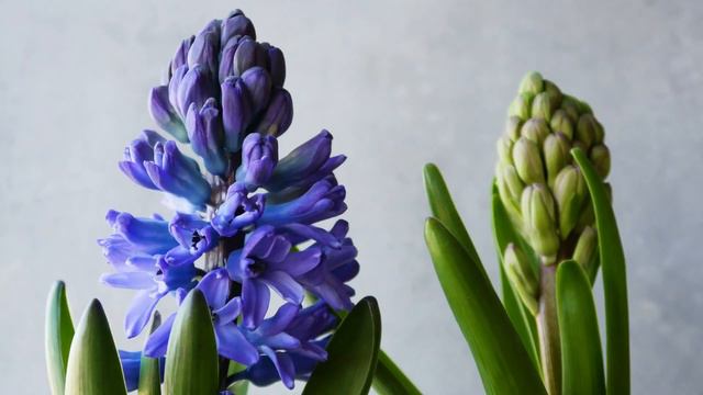 Hyacinth (Hyacinthus) - Growth and Blooming Fine Lapse смотреть онлайн