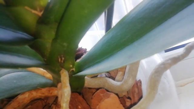 обзор результатов удобрения орхидей Азотовитом 03.03.2022 смотреть онлайн