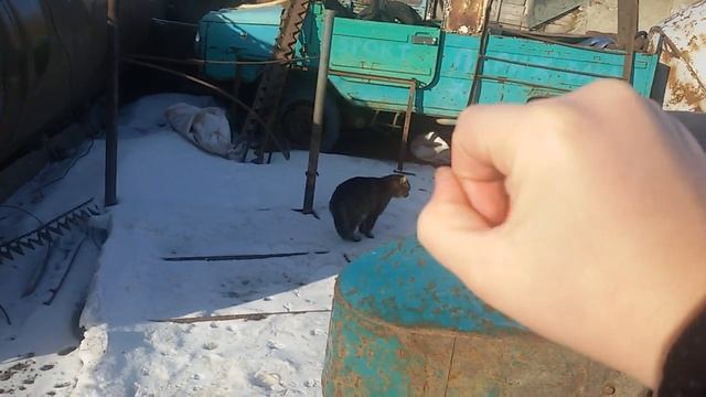 Жесть!!!!!Кот делает звук мотоцикла!!!! смотреть онлайн