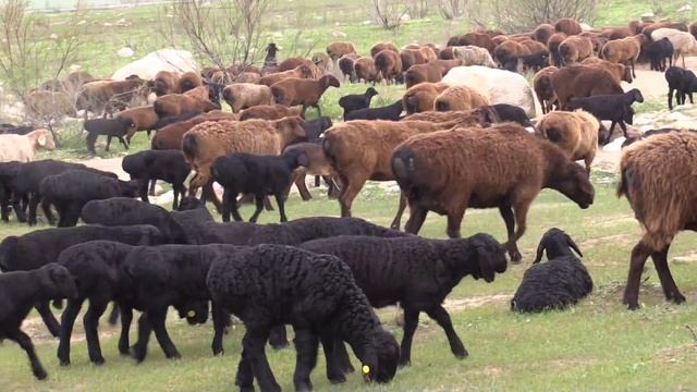 Гиссарские овцы  Ходжи Мирзокарима Мирзорахимова, Перегон и стрижка