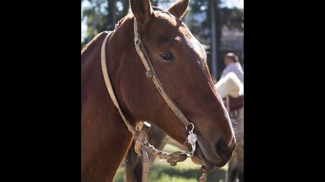 Karen Arranz. Las carretas. Milonga смотреть онлайн