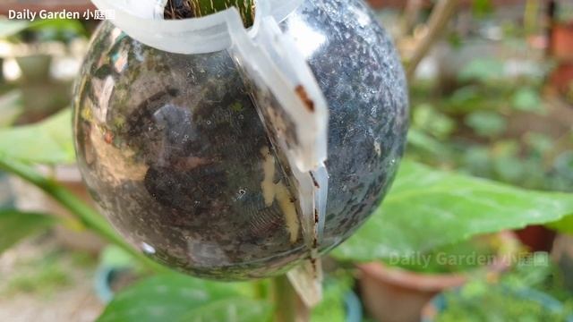I Used a special tool to Air Layering Lemon Tree - Easy way to grow Lemon tree from cuttings смотреть онлайн