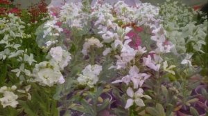 Выращивание Маттиолы и Левкоя из семян в домашних условиях