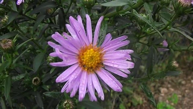 Flower Bugs and Hoverflies on Aster Novi-Belgii nr Scorrier 21 Sept 2013 DSCF4127 смотреть онлайн