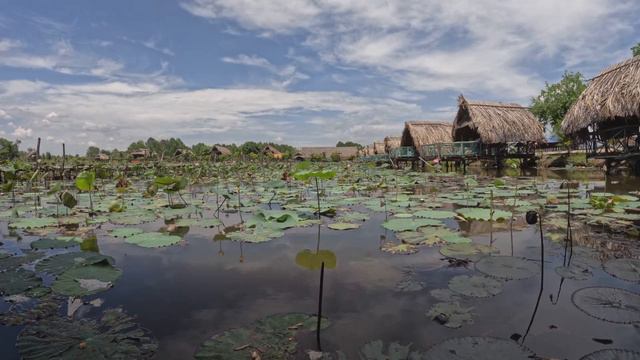 Lotus flower Time Lapse (2022) смотреть онлайн