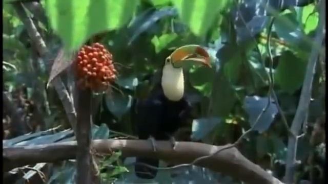 THE JAGUAR: BIG CATS - Animals Nature Wildlife (Full Documentary) смотреть онлайн