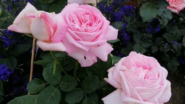 Міксбордер з трояндами.Троянди і цибулинні.Догляд за трояндами.Польові квіти .Сад своїми руками смотреть онлайн