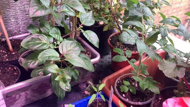 Важно именно сейчас! Профилактика от паутинного клеща, простой совет смотреть онлайн