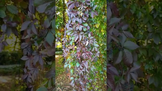 Декоративный виноград смотреть онлайн