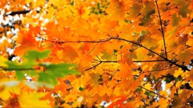 Где ты,осень золотая?