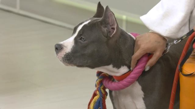 Что нужно знать о характере и воспитании стаффордширских терьеров