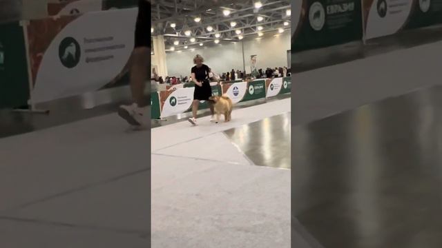 18.11.2023 Евразия чау чау кобели класс промежуточный ч.2 смотреть онлайн