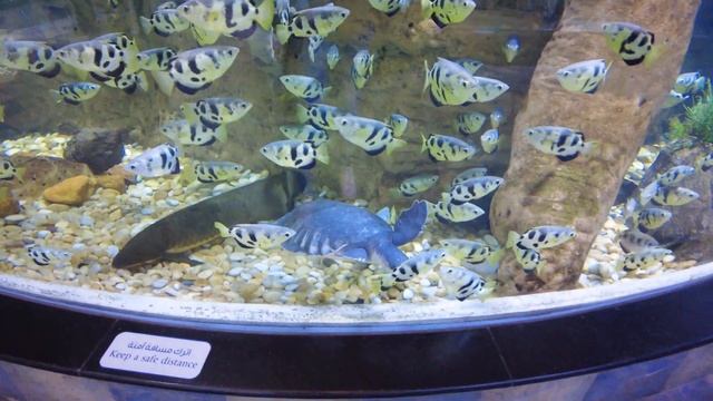 Дубай 2021. Дубайский Аквариум и Подводный Зоопарк в Dubai Mall. Dubai Aquarium and Underwater Zoo. смотреть онлайн