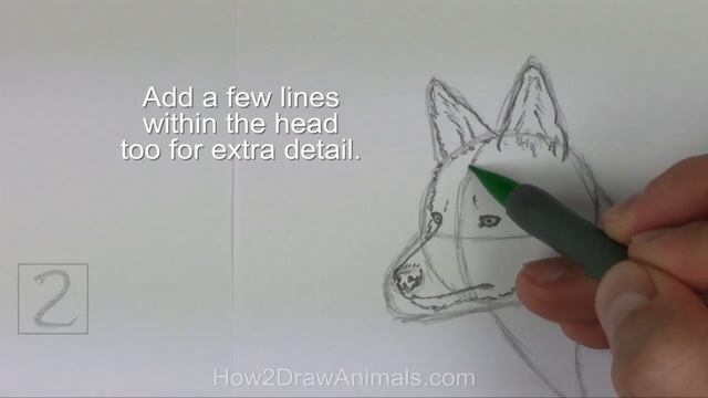 How To Draw A Coyote