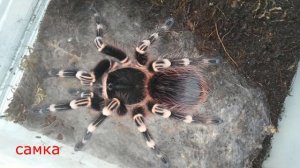Краткое описание вида паука птицееда Acanthoscurria geniculata