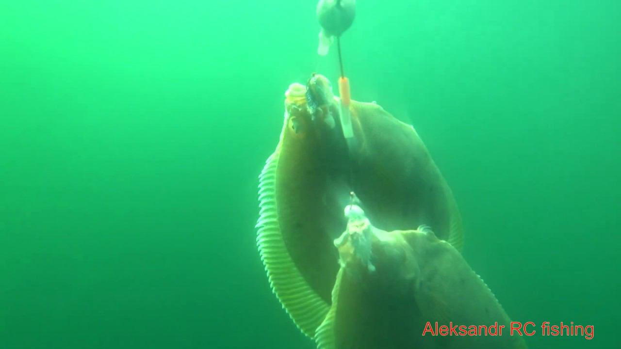 Flounder Underwater Shooting 50 Meters   Russky Island Vladivostok
