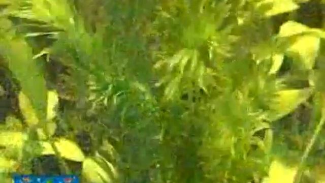 ПОЛЮБУЙТЕСЬ АКВАРИУМ 27 01 PC смотреть онлайн