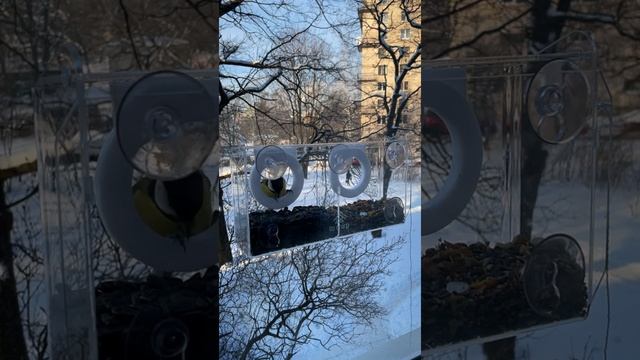 Кормушка на окно на присосках Тучирп Увеличенная Платун смотреть онлайн